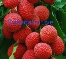 মালদার লিচু যাচ্ছে বিদেশে