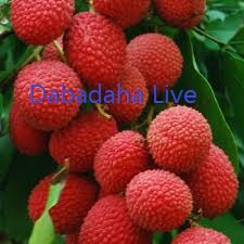 মালদার লিচু যাচ্ছে বিদেশে