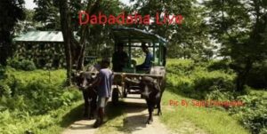 মোষের গাড়ী