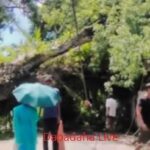 রাস্তায় গাছ