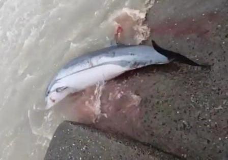 দীঘার সমুদ্রে ডলফিন দেখে উৎফুল্ল পর্যটকরা