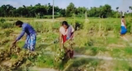 ফলন্ত শশা গাছ উপড়ে ফেলার অভিযোগে চাঞ্চল্য 