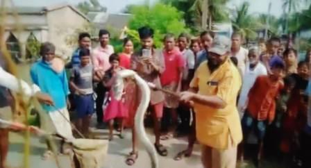 বনদপ্তরের তৎপরতায় উদ্ধার বিষধর কেউটে জঙ্গলে