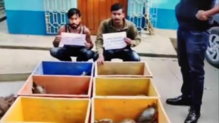 বন দপ্তরের তৎপরতায় কচ্ছপ সহ ধৃত -২