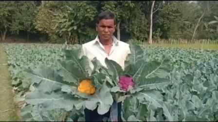 রঙিন ফুলকপির চাষে আয়ের নতুন দিশা