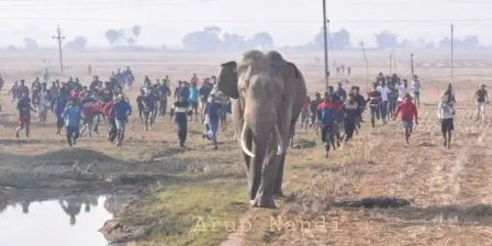 হাতির হানায় মৃত্যু এলাকা জুড়ে আতঙ্ক
