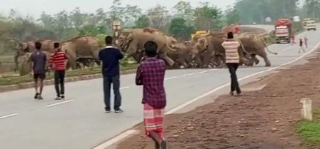 ঝাড়গ্রাম-সাঁকরাইলে হাতির তাণ্ডব অব্যাহত