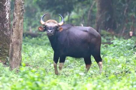 বাইসনের হামলায় মৃত্যু এলাকায় চাঞ্চল্য