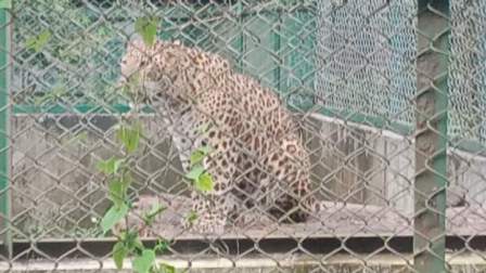 আগুন গরমে বাঘ মামারা কাহিল ফল ওষুধপত্রে সারাদিন