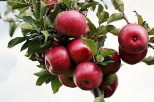 কালিংপং-এ ব্যবসা ভিত্তিক আপেল চাষ শীঘ্রই