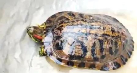 কাঁসাই নদী থেকে উদ্ধার বিরল প্রজাতির কচ্ছপ