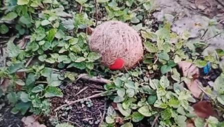 সেলামপুরে বোমাতঙ্কে রাজনৈতিক তরজা