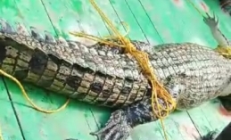 লোকালয় থেকে উদ্ধার কুমির শাবক