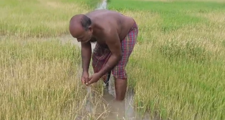 ধানের বীজতলায় ঘাসমারা বিষ