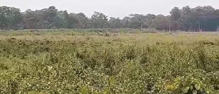 ফের ডুয়ার্সের লোকালয়ে হাতির দল।