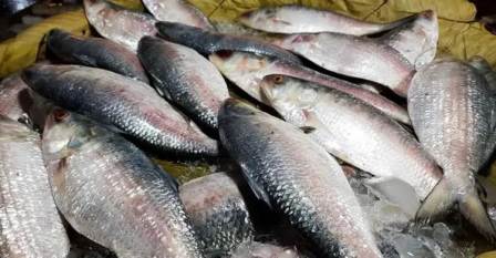 উত্তরবঙ্গে পদ্মার ইলিশের দামে আগুন   