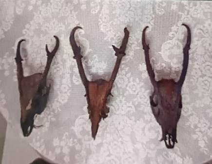উদ্ধার হরিণের শিং সহ মাথা