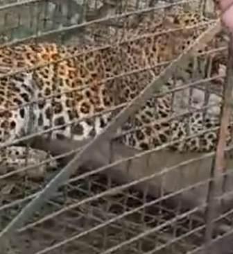 চা বাগানে খাঁচা বন্দি চিতা বাঘ