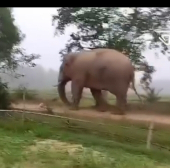 হাতির ফুটবল খেলা দেখতে উৎসুক জনতা