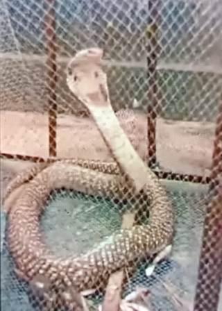 সাপ উদ্ধারের আর্জি 