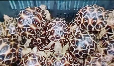 বিরল প্রজাতির কচ্ছপ উদ্ধার সীমান্তে