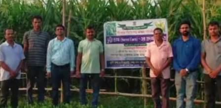 ভুট্টা চাষে লাভের মুখ দেখছেন কৃষকরা